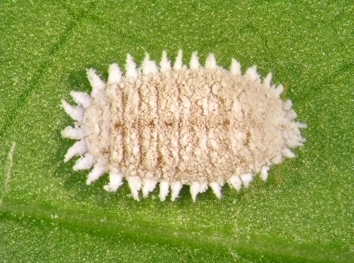 A closeup magnified view of a mealybug