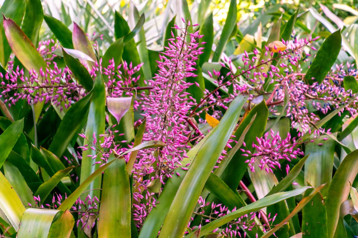 Purple flowering Portea bromeliad