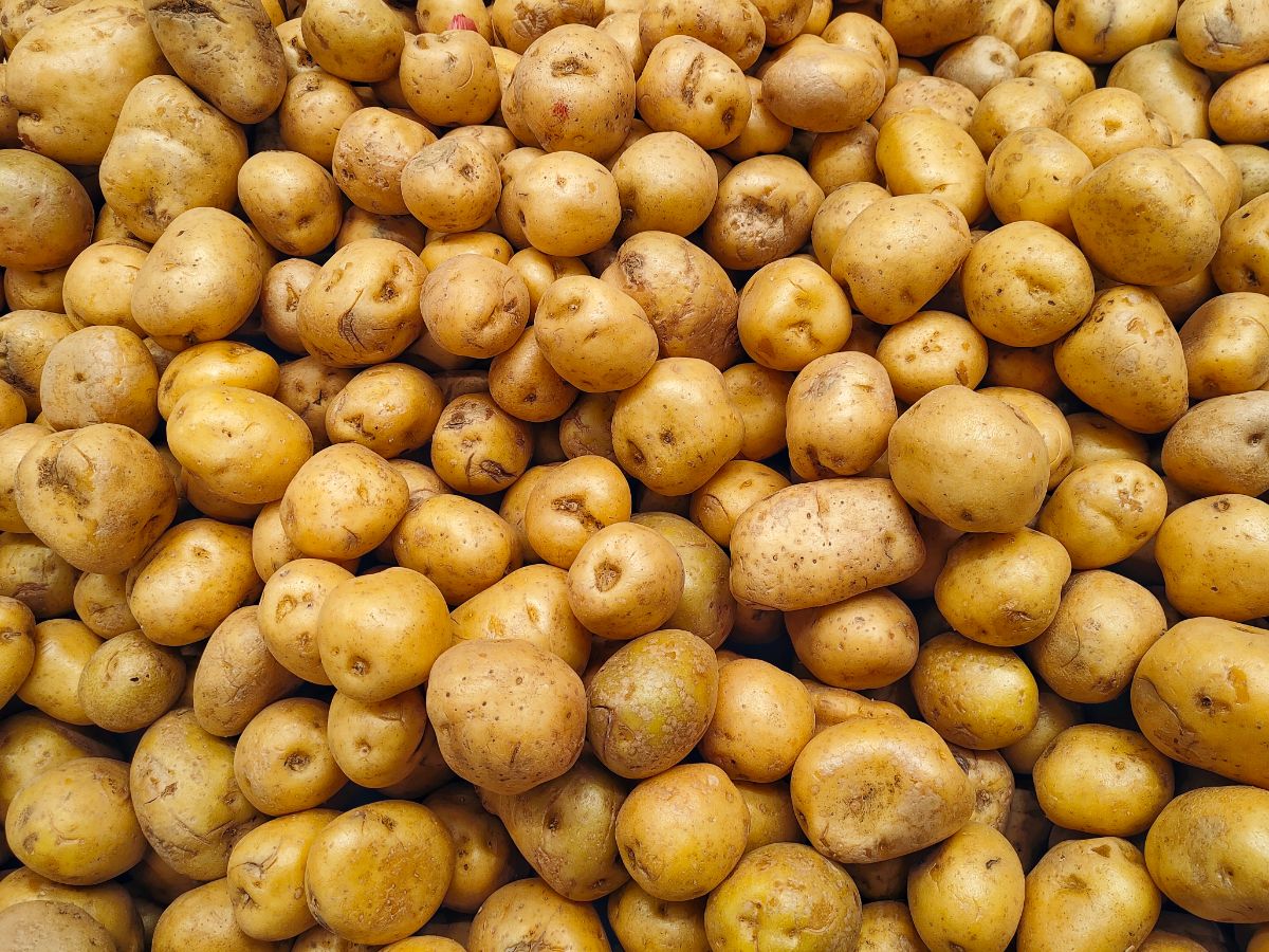 Soraya potato variety
