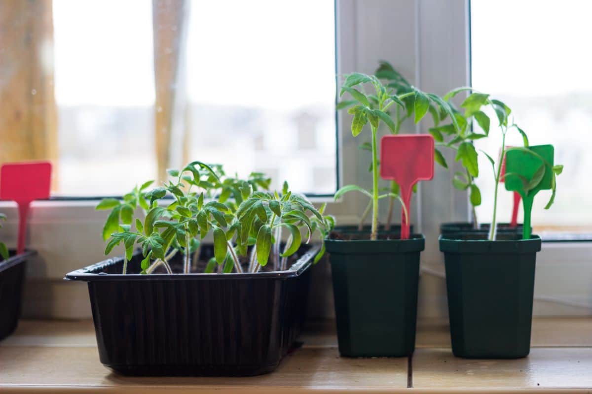 Garden vegetable plants on a windowsill inside