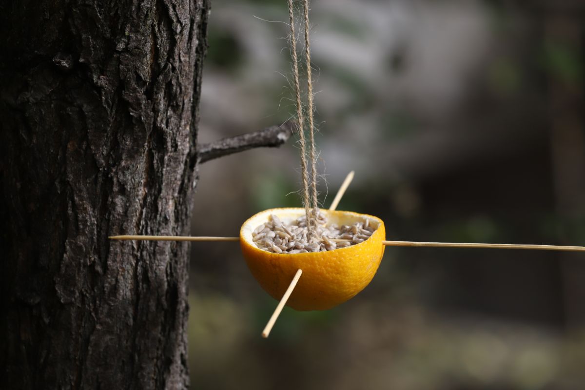 A DIY bird feeder made from an orange half