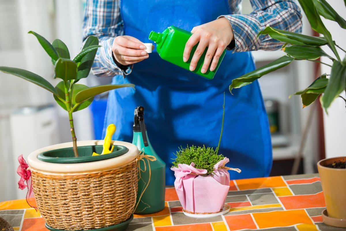 Person measuring out fertilizer for a houseplant