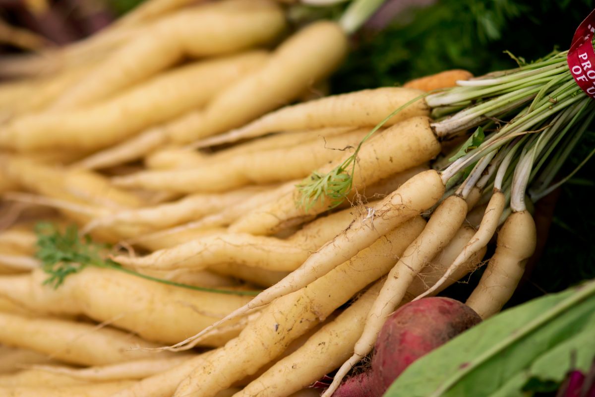 Lunar white carrot variety