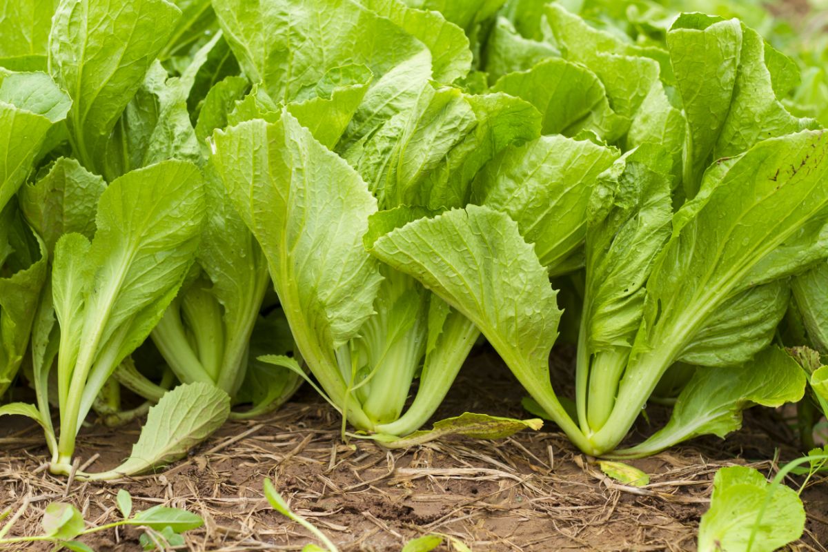 Heads of closely planted winter mustard greens