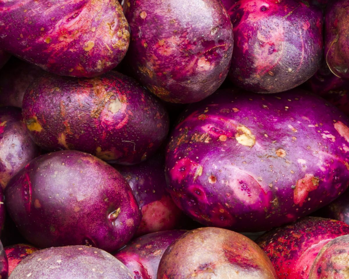 Purple Viking potato with two toned skin color