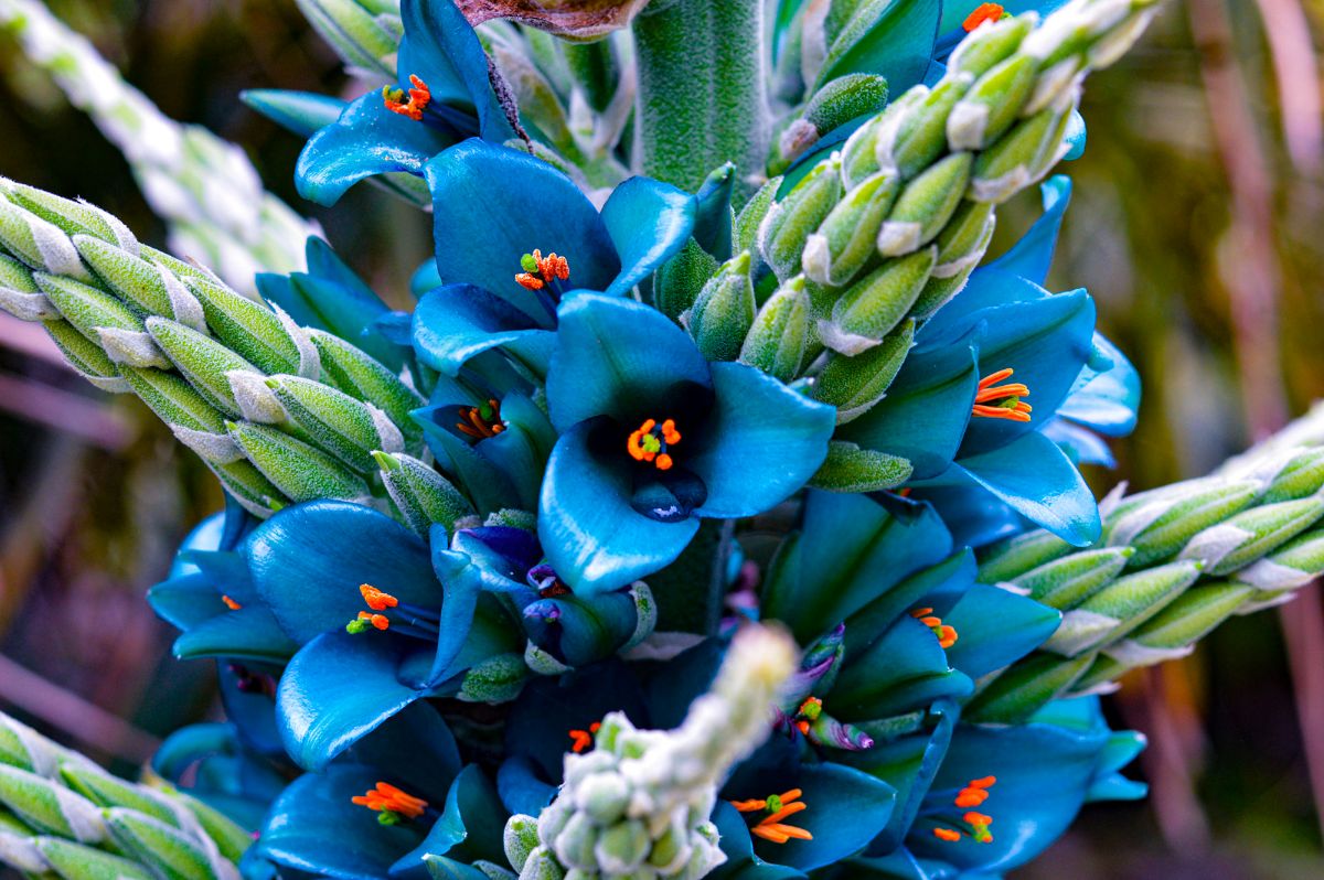 Bright blue flowering Sapphire Tower bromeliad