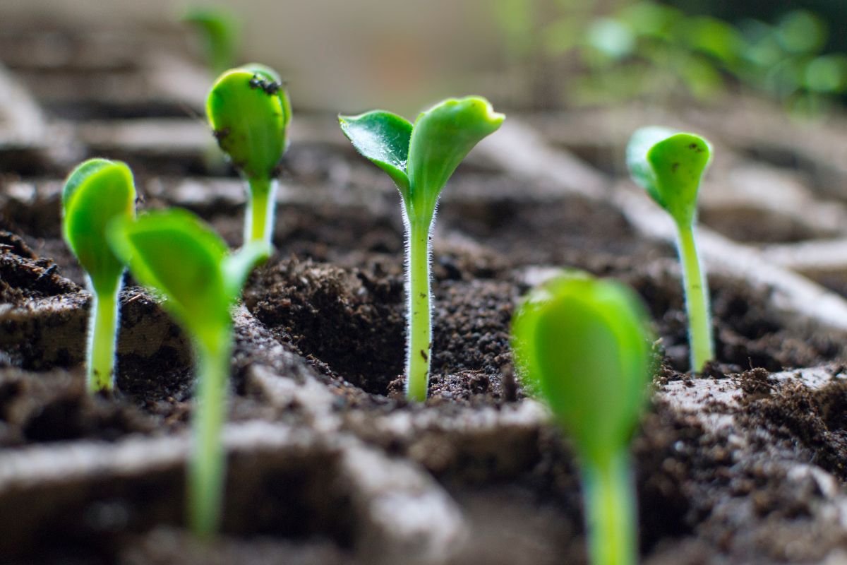 Strong young seedlings pop up from seedling soil