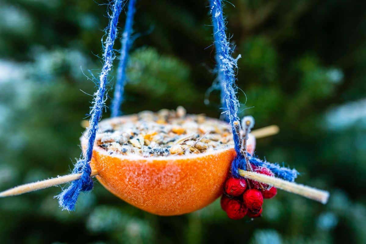 A hanging citrus, suet, and seed feeder