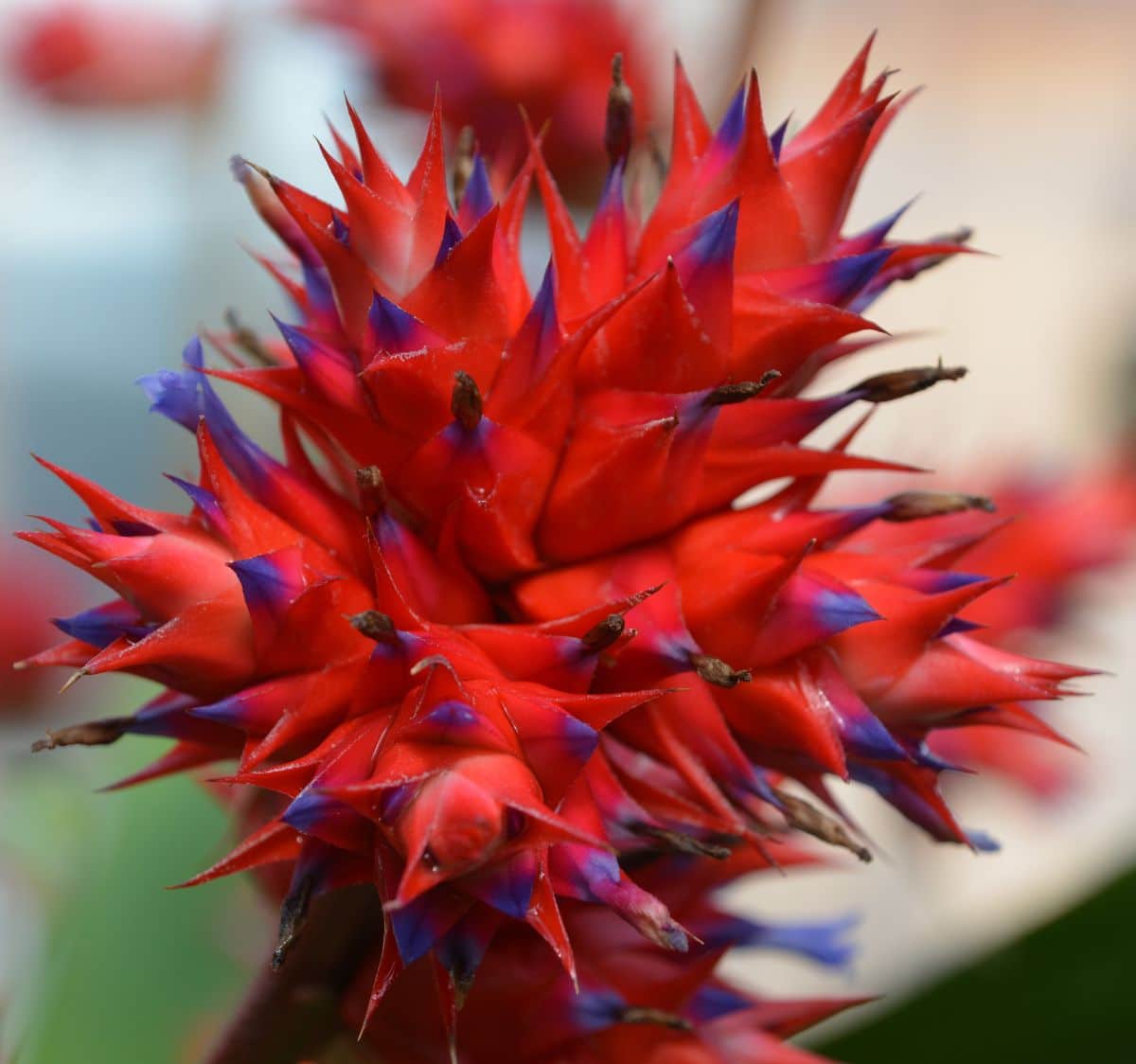 Stellata bromeliad flowering spike