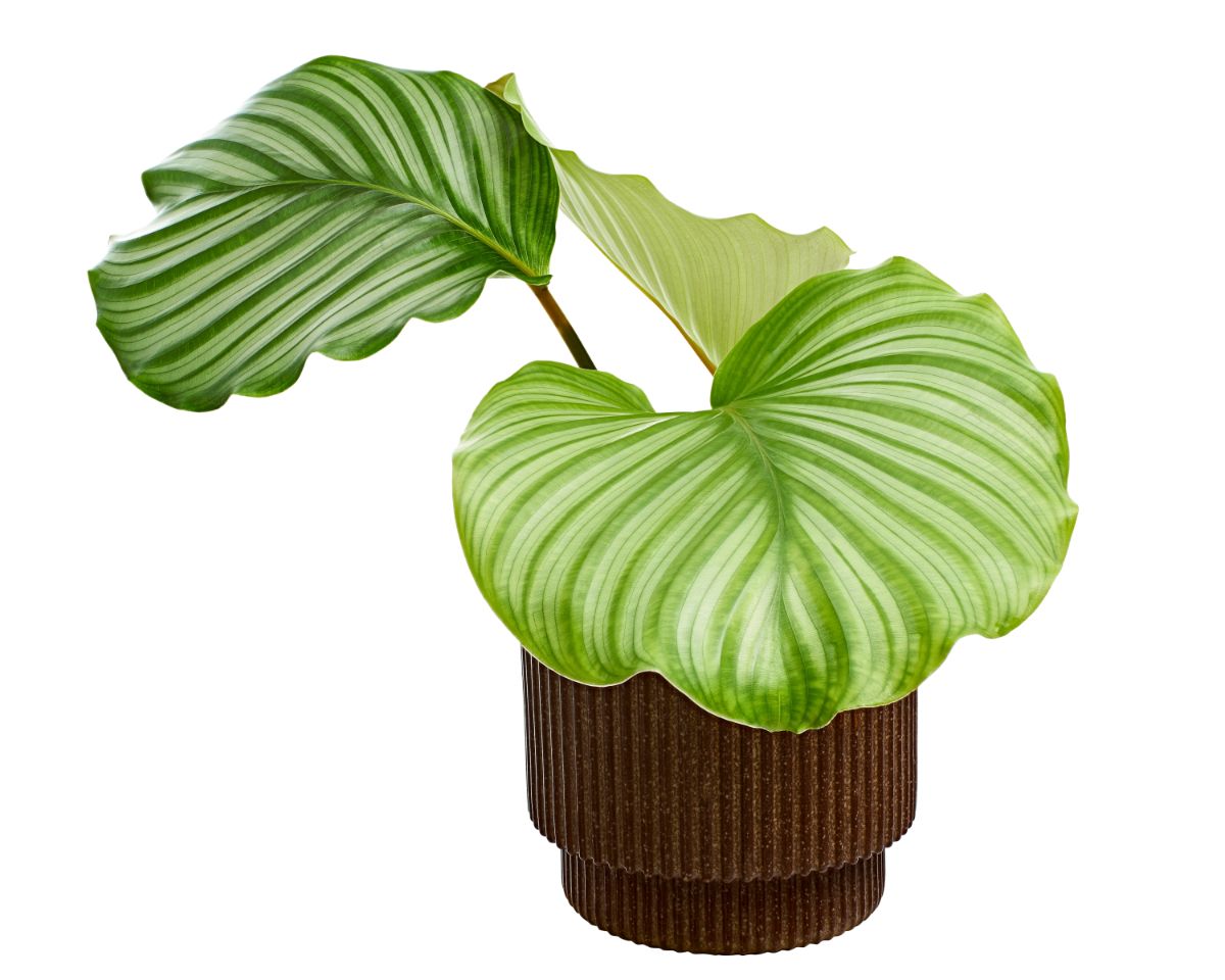 Round leaf calathea plant