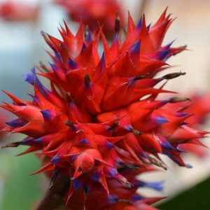 Hohenbergia stellata in red bloom with blue edges.