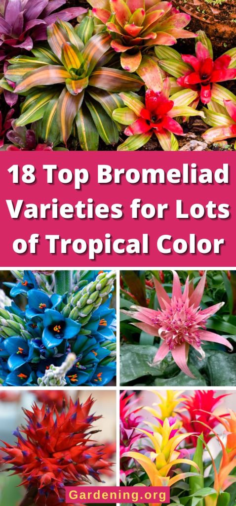 18 Top Bromeliad Varieties for Lots of Tropical Color pinterest image.