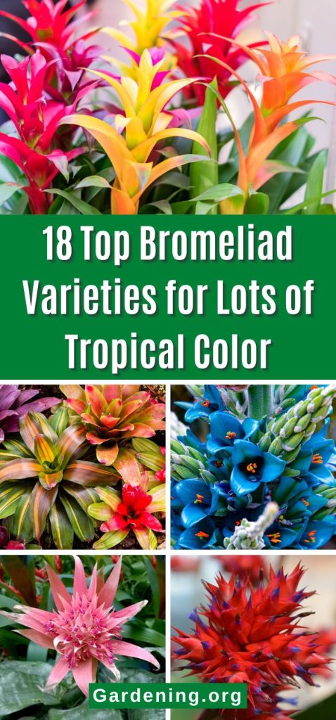 18 Top Bromeliad Varieties for Lots of Tropical Color pinterest image.