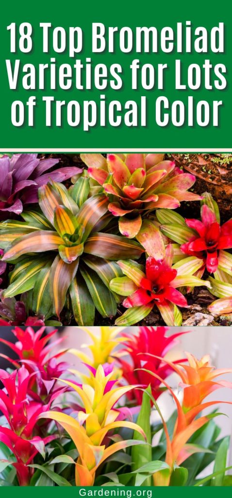 18 Top Bromeliad Varieties for Lots of Tropical Color pinterest image.