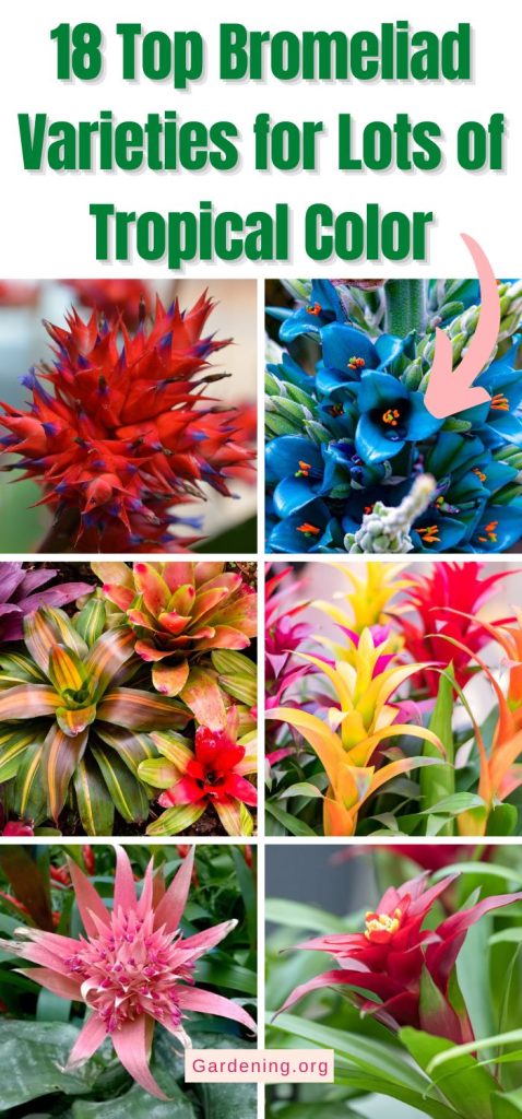 18 Top Bromeliad Varieties for Lots of Tropical Color pinterest image.