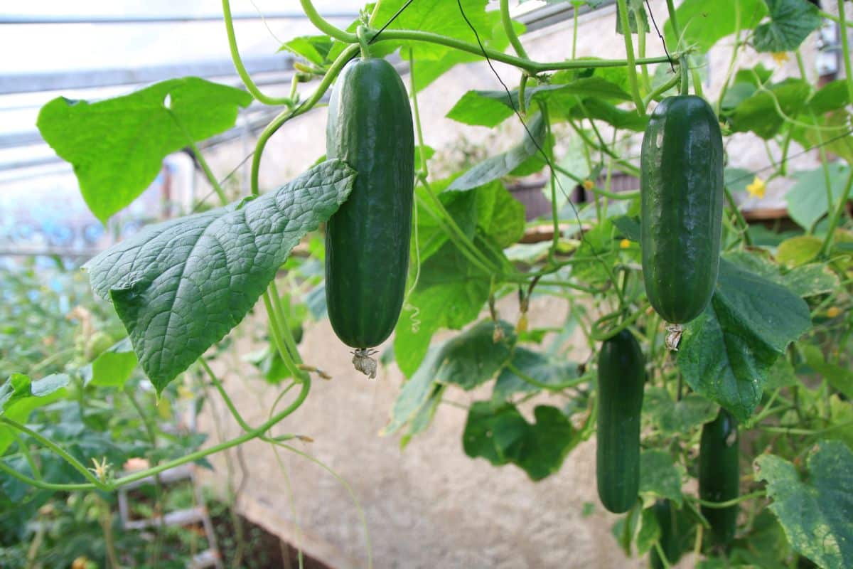 Heirloom Boston pickling cucumbers