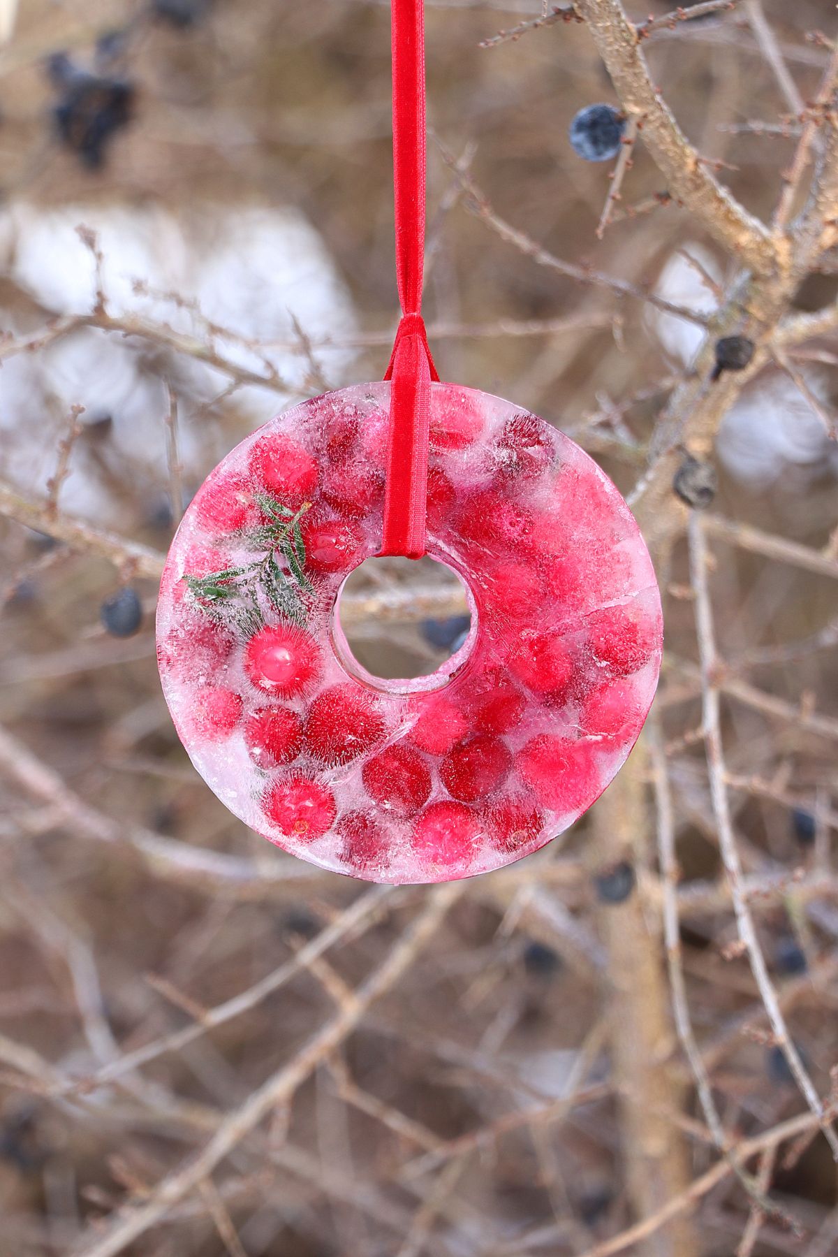 A hanging frozen bird feeder in a tree