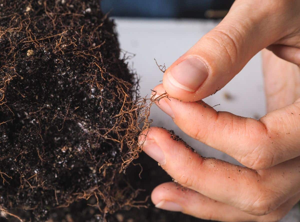 A plant with root rot can be saved 