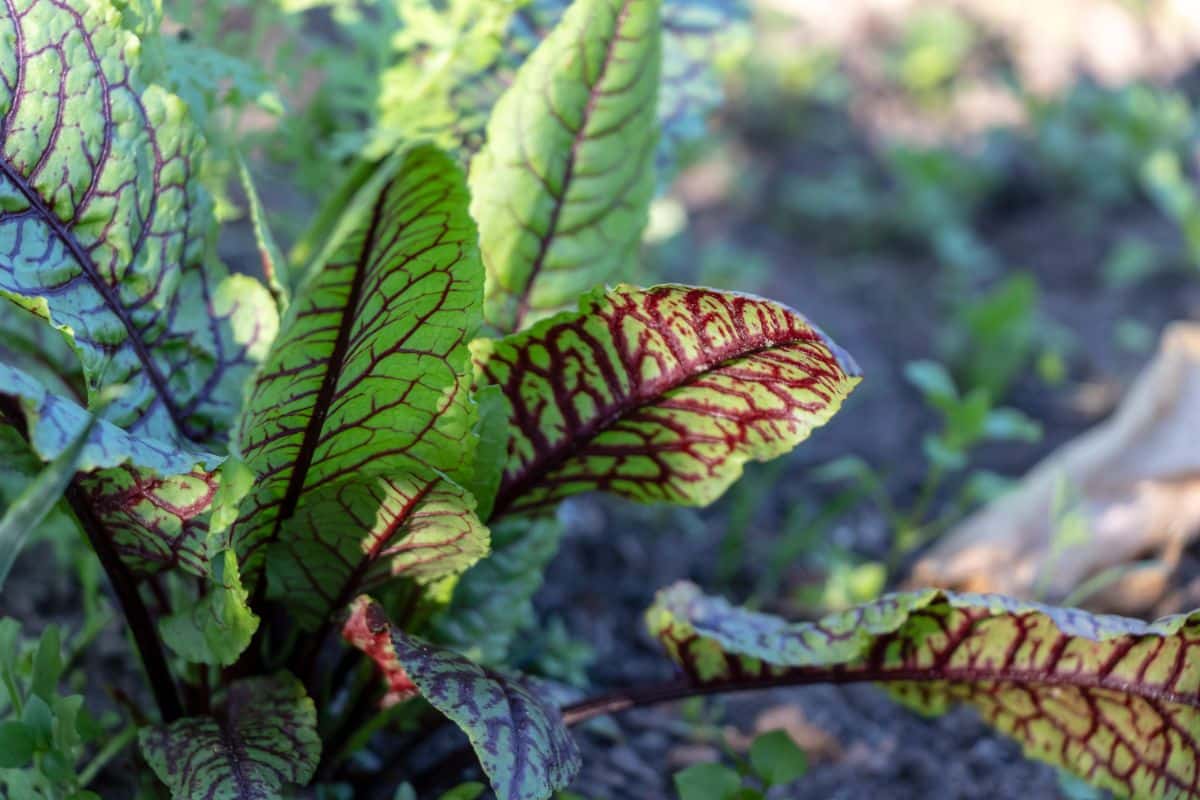 Green and purple leafed sorrel