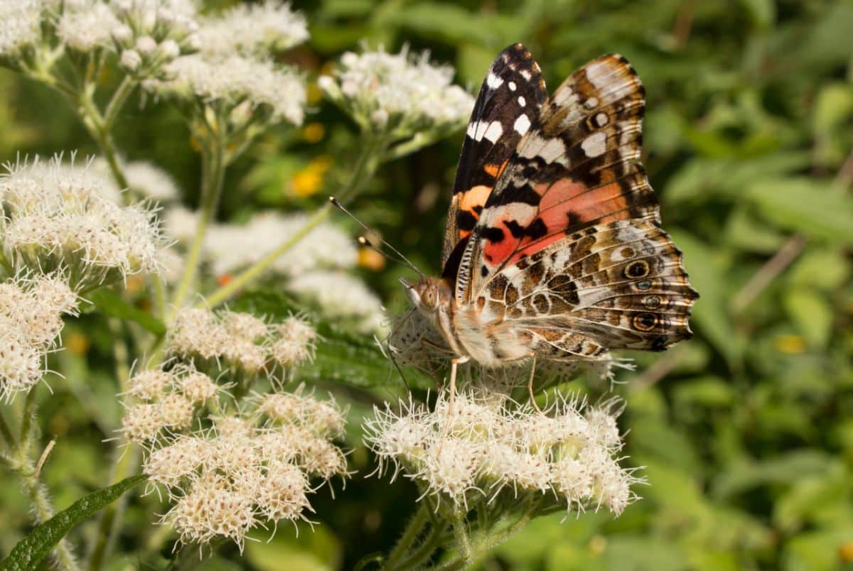 A butterfly sits on a native wildflower in summer