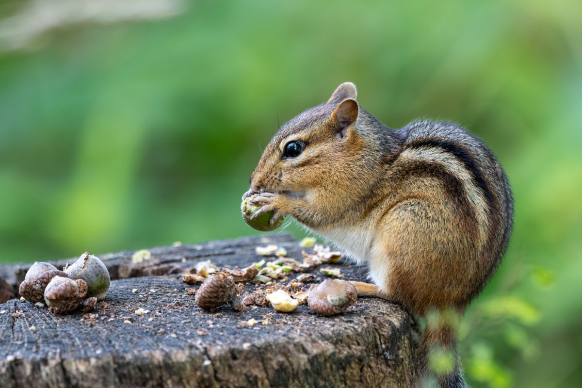 A squirrel eats a nut in a mast year