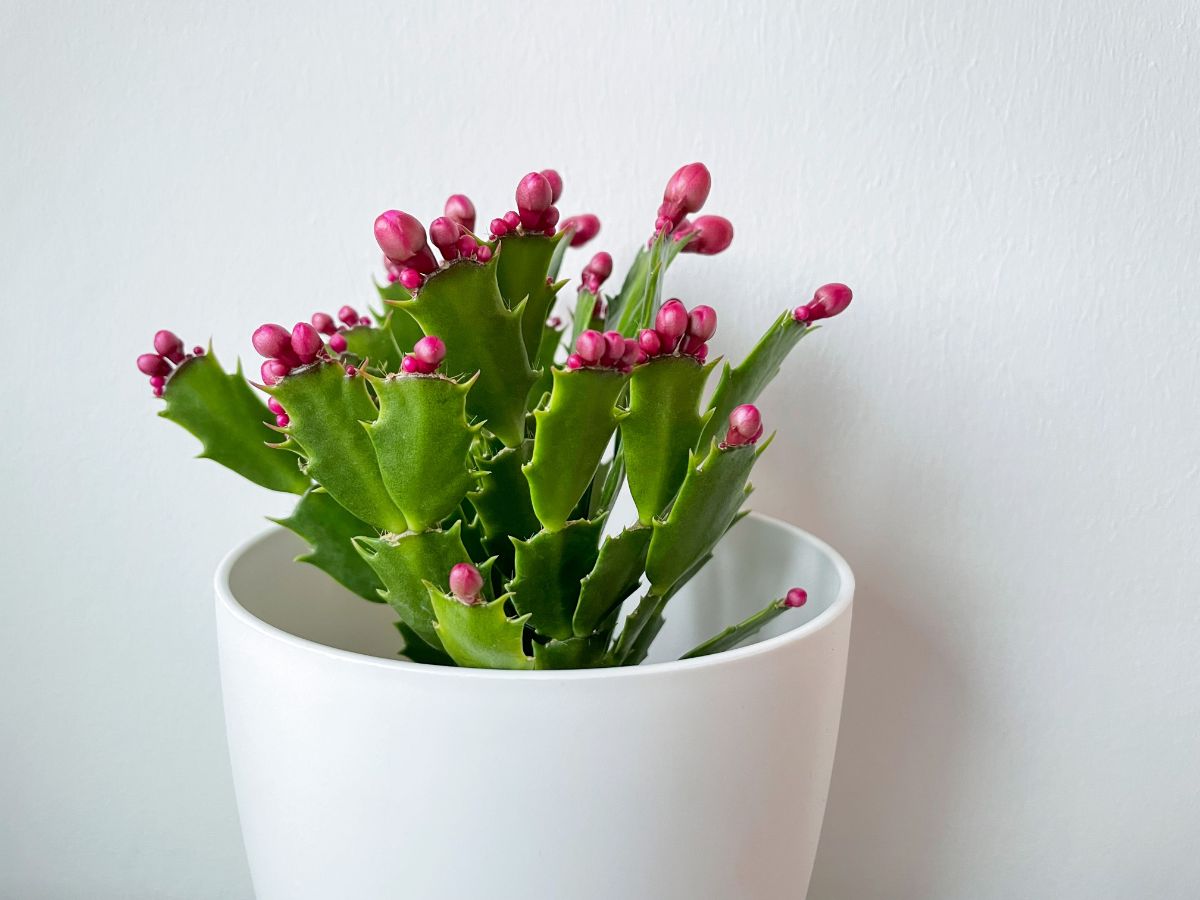 Plentiful buds on a Christmas cactus.