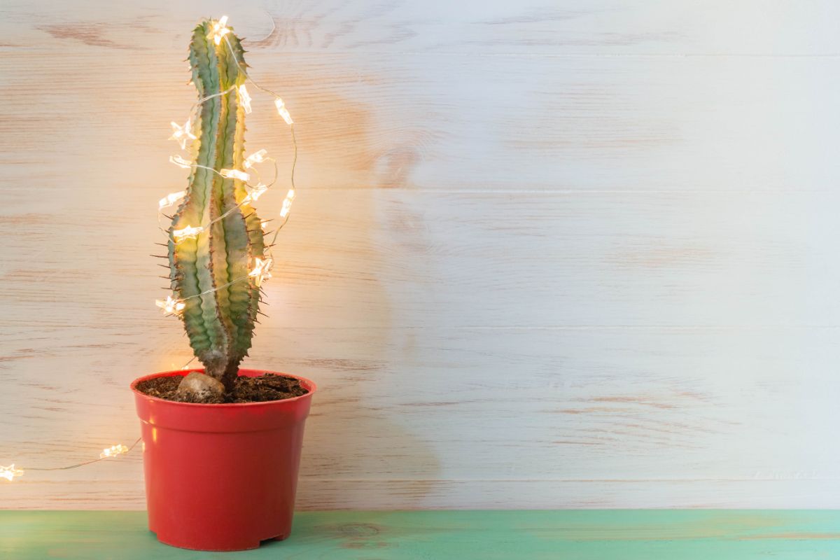 A potted desert cactus with Christmas light strung around it.