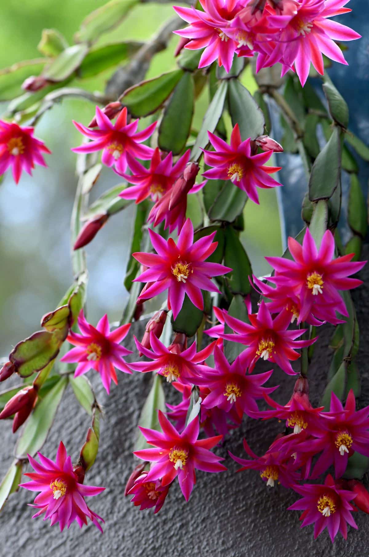 A pink Easter cactus plant with bright, flaring, trumpet-like blossoms.