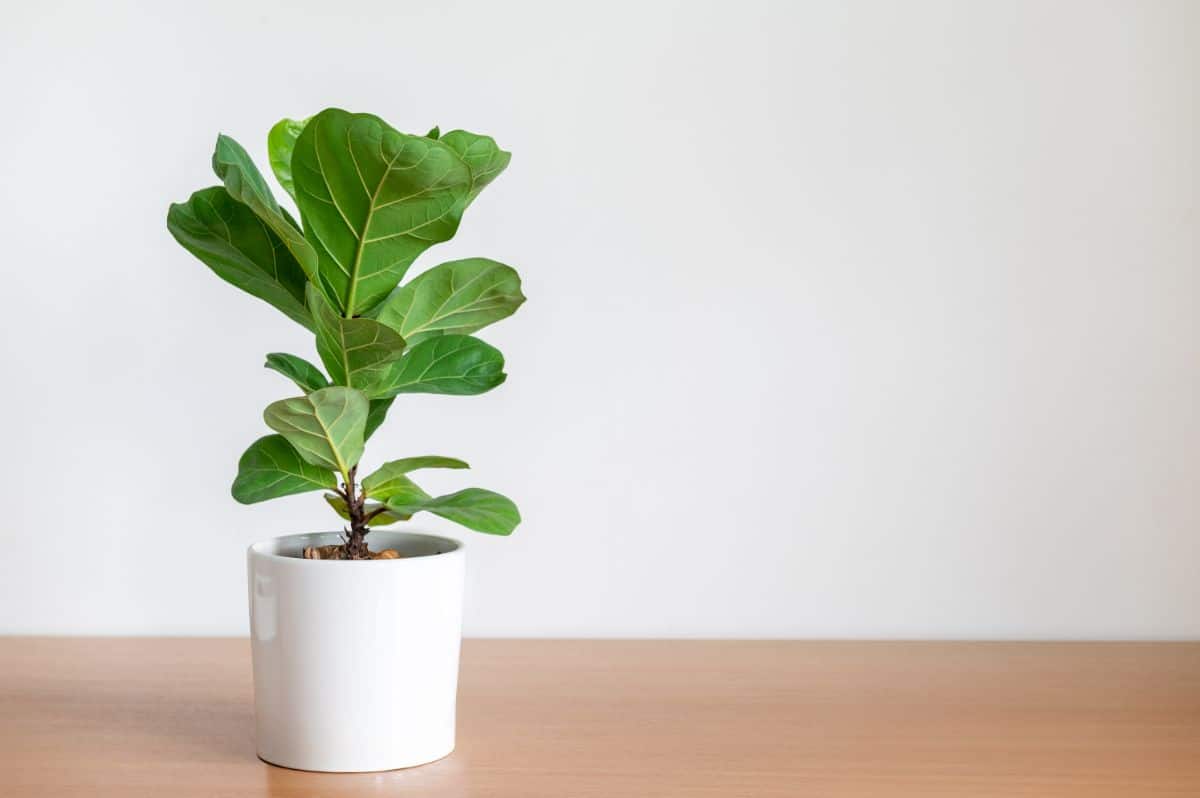 A healthy young fiddle leaf fig plant in a white pot