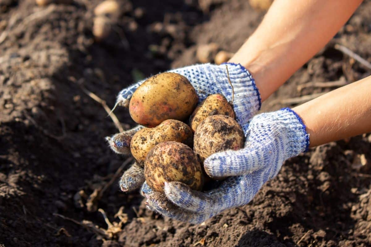 A gardener digs a handful of potatoes