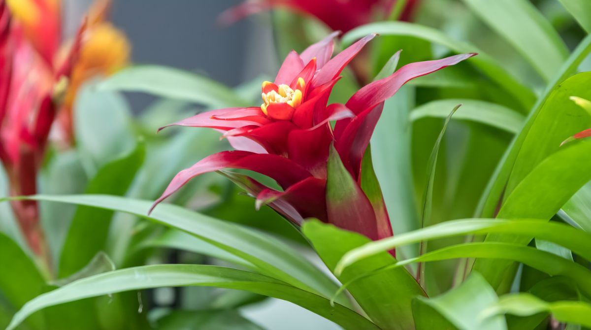 Pink Guzmania bromeliad