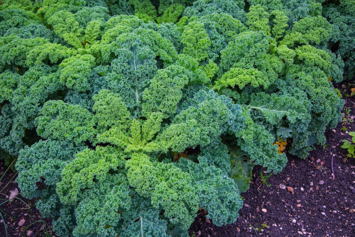 Kale grows in the ground late in the season
