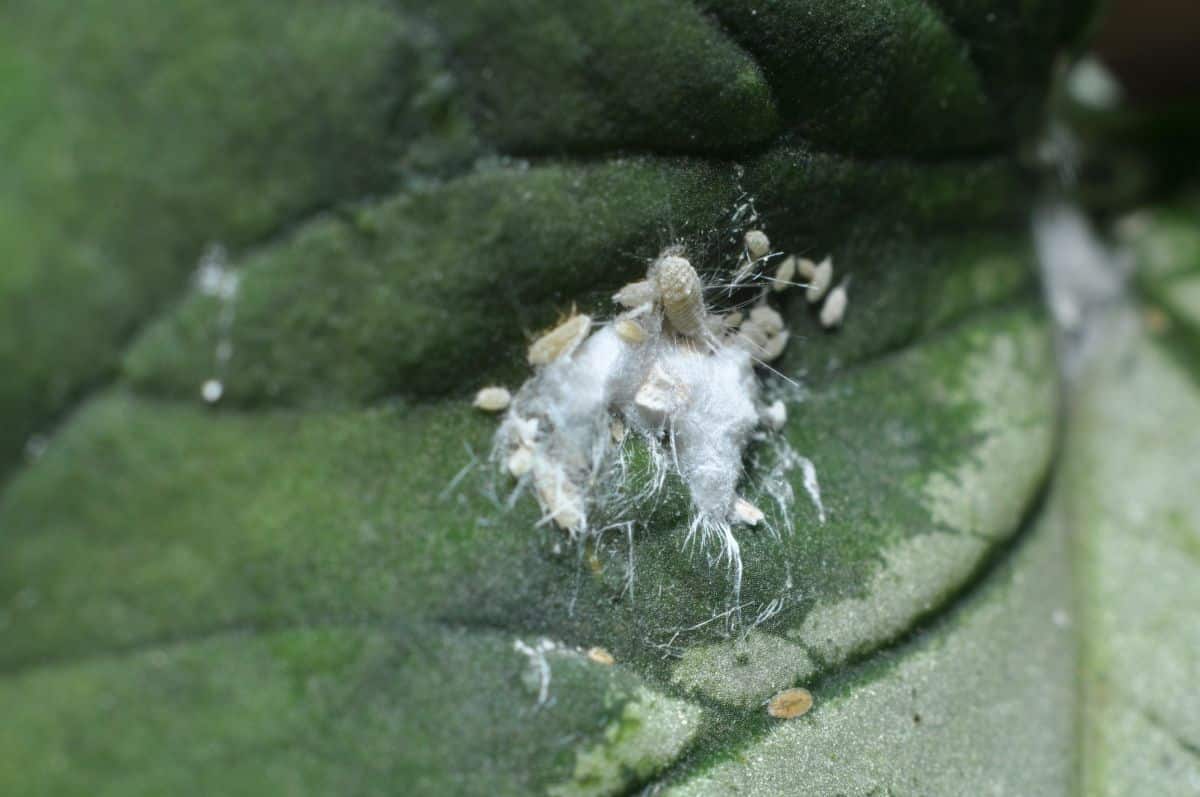 A cluster of tiny mealybugs on a plant leaf