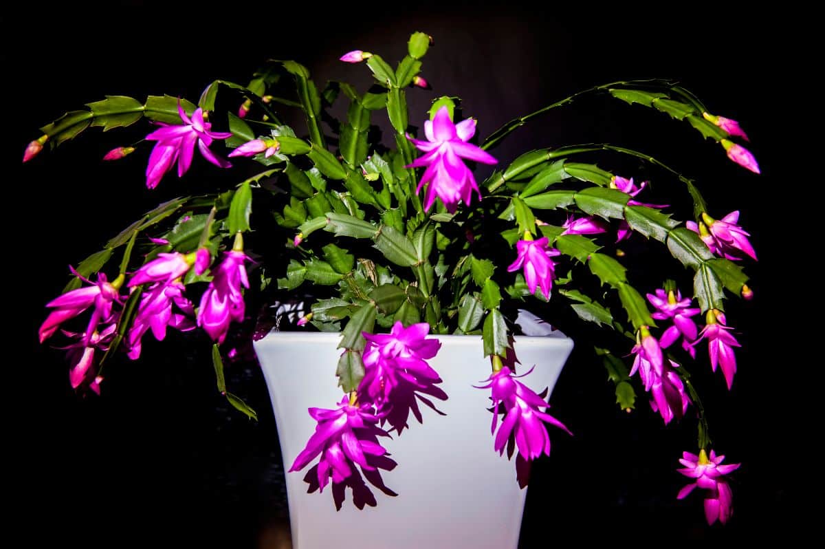 A Christmas cactus in a darkened room.
