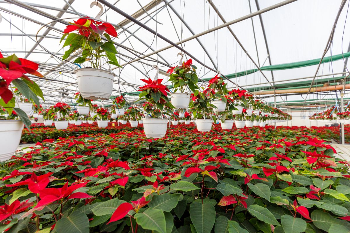 A greenhouse full of healthy red poinsettia plants.