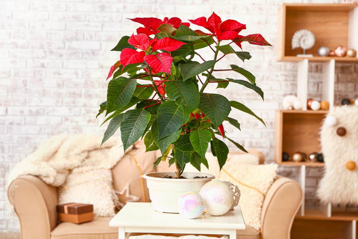 A poinsettia on a low table getting plenty of bright light.
