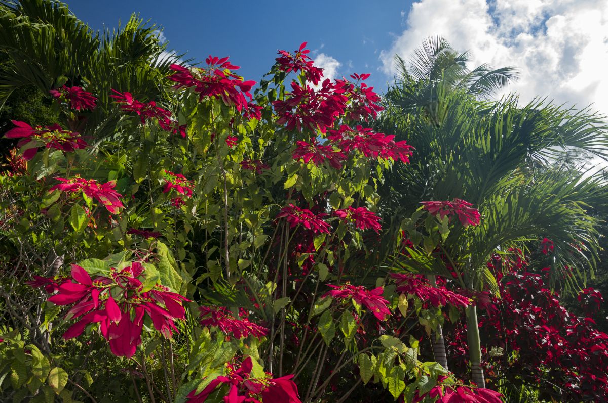 Poinsettias growing in the wild.
