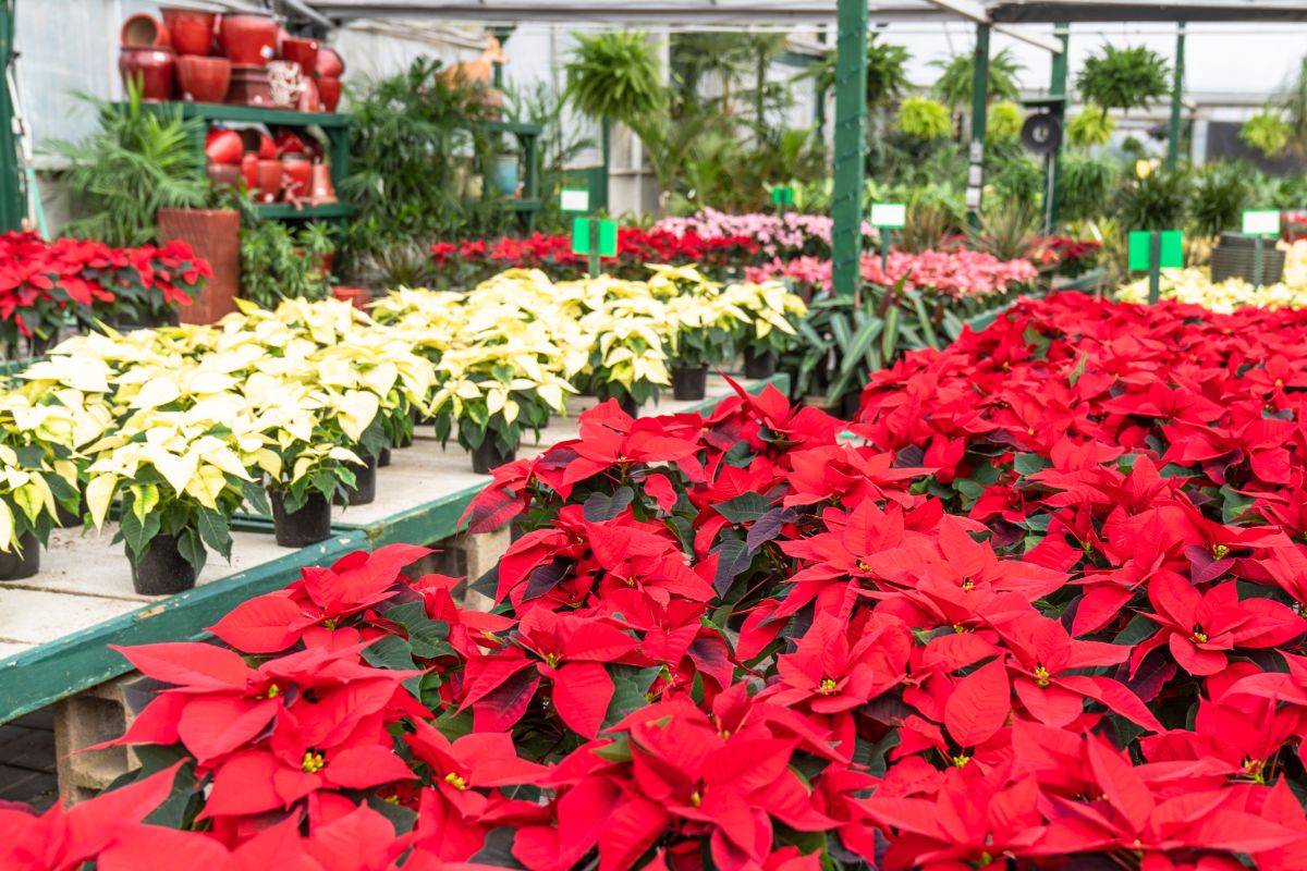 A display of beautiful, non-toxic poinsettias in many different colors for sale.