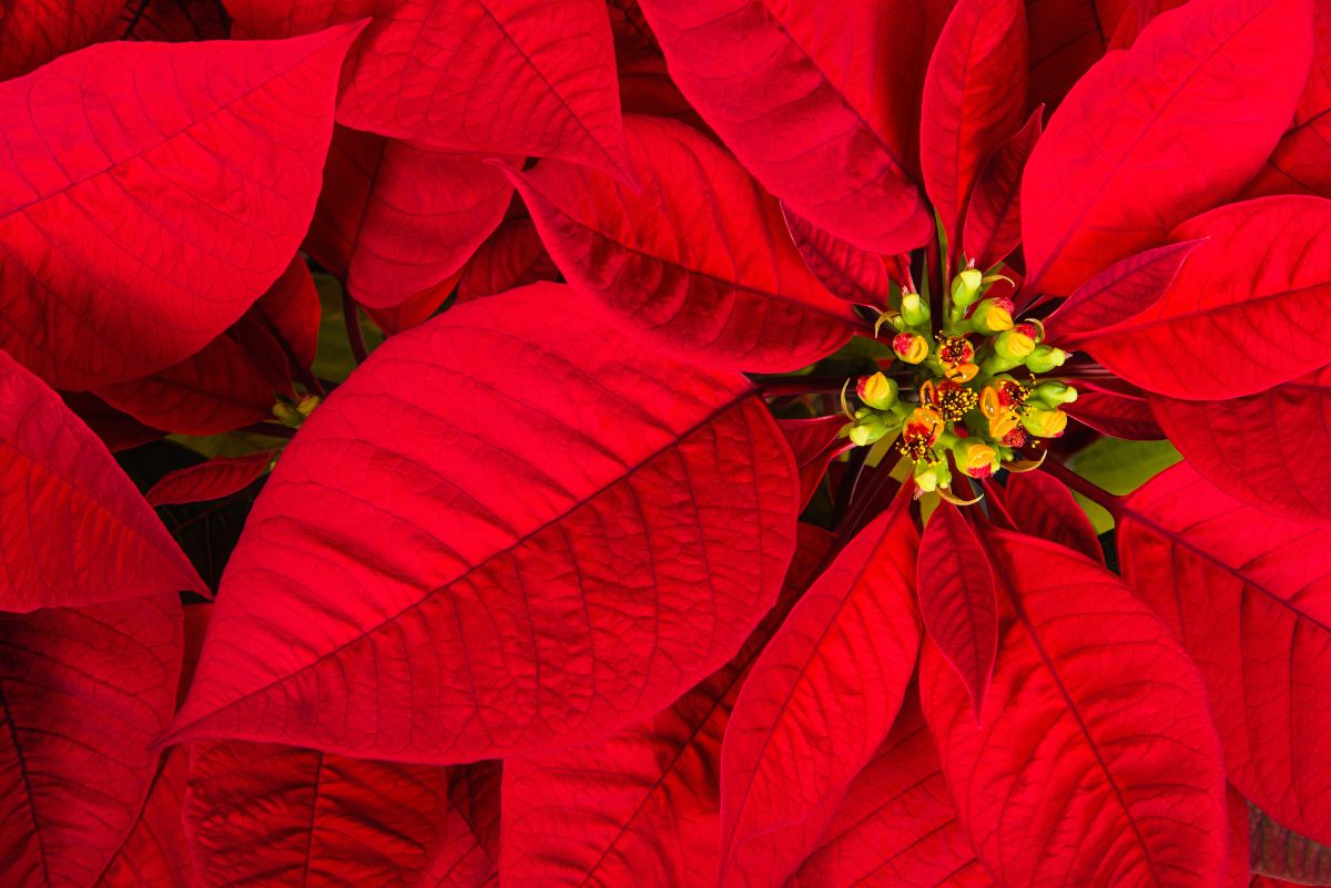 Tiny flowers in the center of a poinsettia plant in the middle of colored bracts.