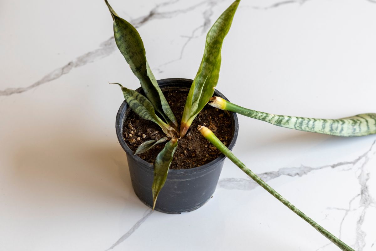 A plant losing leaves from root rot