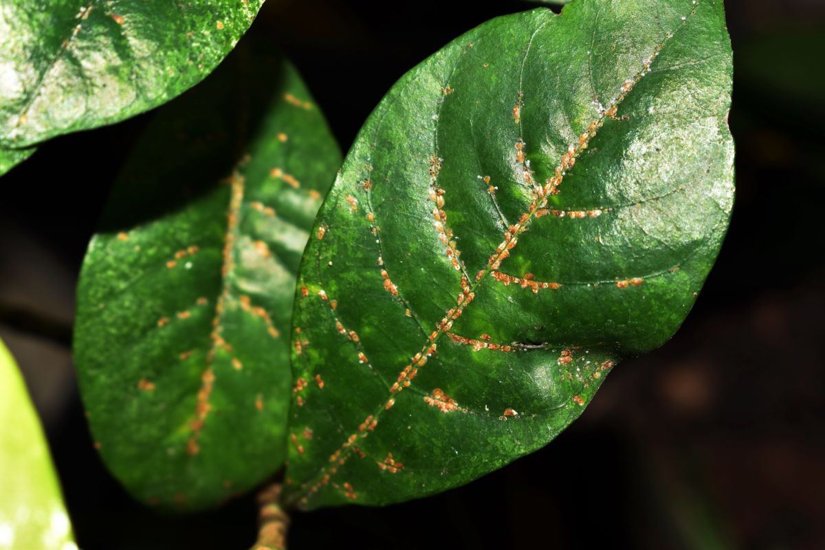 Tiny hard bodied scale bugs look like growths on a plant