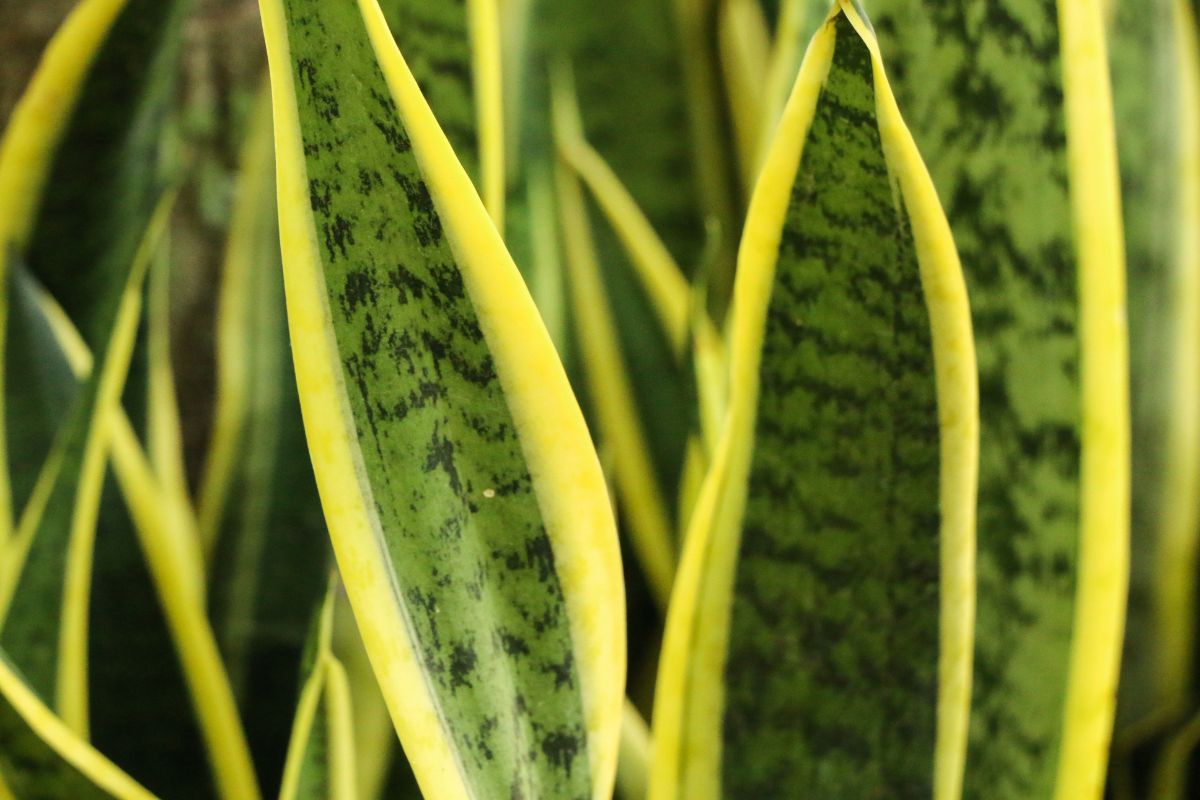 Planta de serpiente rayada de cerca