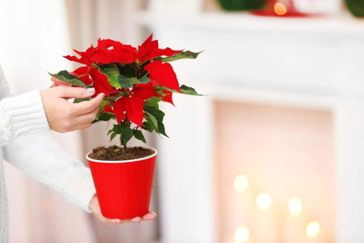 A woman’s hands holding and checking her poinsettia plant.