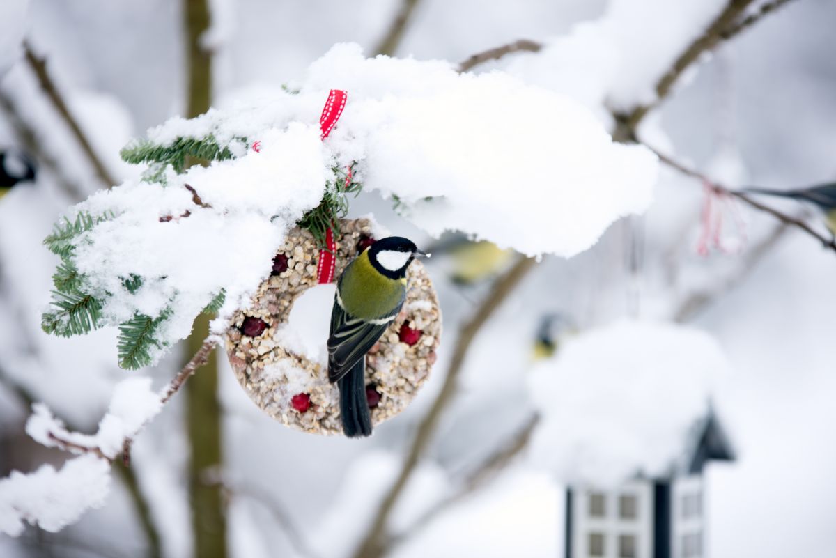 A wreath-shaped hanging bird feeder