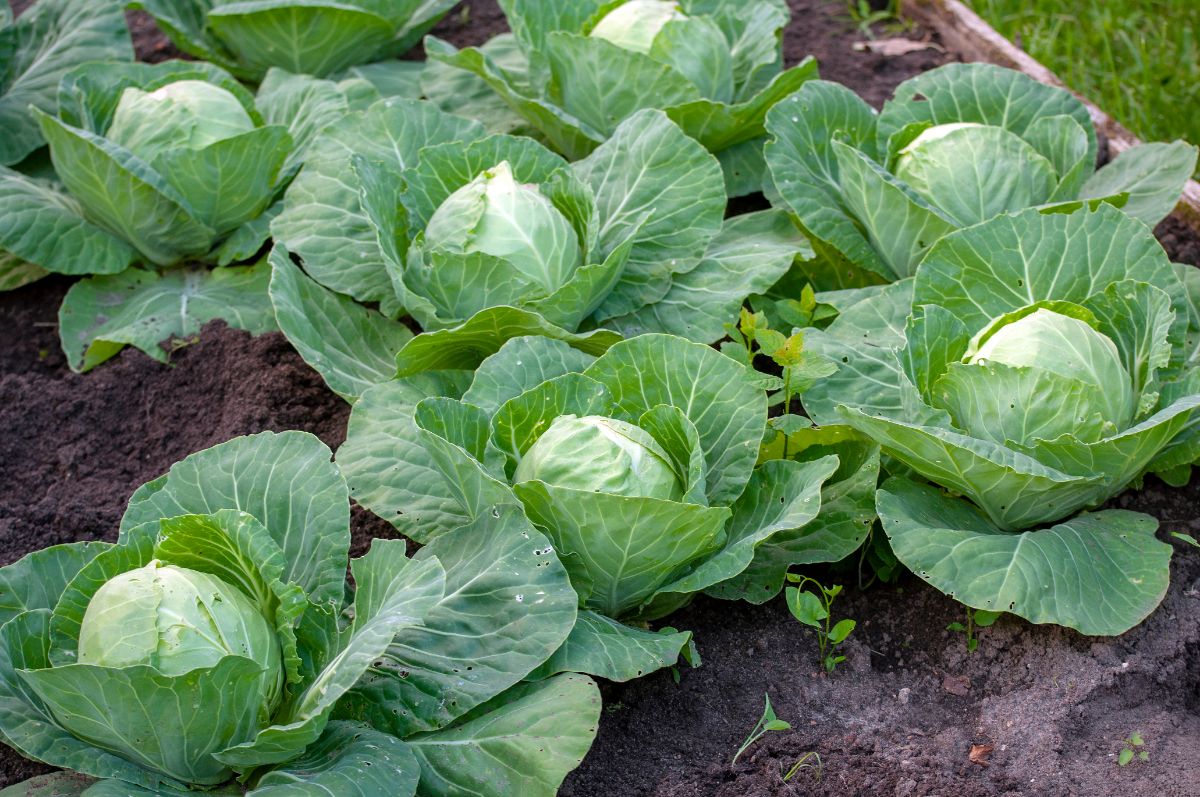 Cabbage heads grow in a cool weather garden