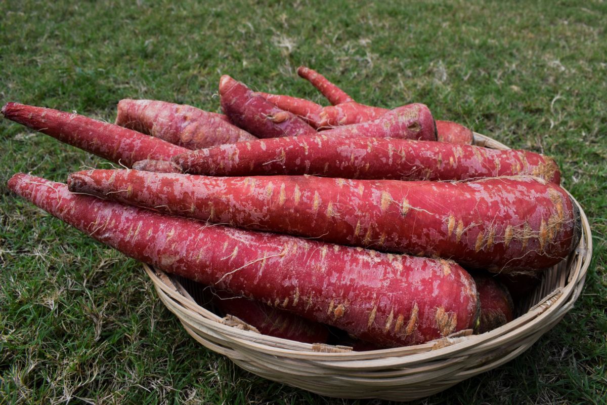 Pusa Rudhira carrot