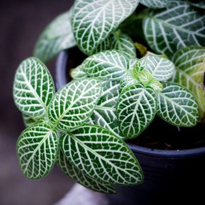Nerve plant with stripped leaves growing in a pot.