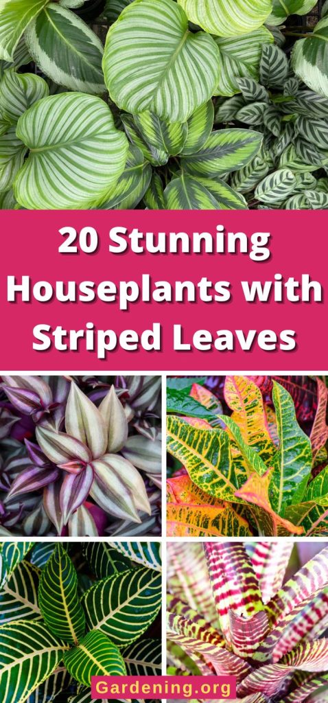 20 Stunning Houseplants with Striped Leaves pinterest image.