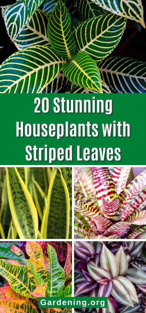 20 Stunning Houseplants with Striped Leaves pinterest image.