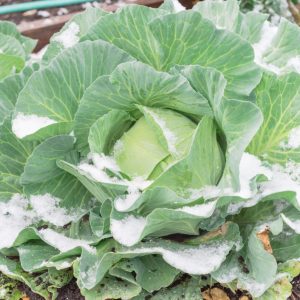 A cabbage head partially covered by snow.